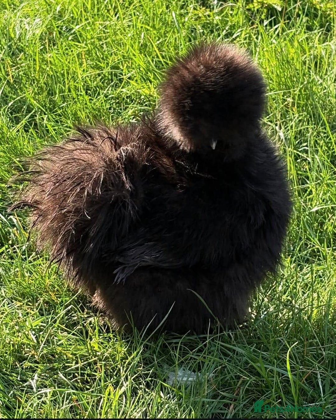 Chickens poultry for sale: I'm looking for a silky hen - Image 1