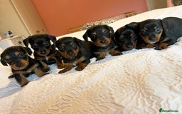 Mixed Breed dogs for sale: Adorable Dorkie puppies  - Image 2