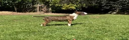 Bull Terrier dogs for sale: Champion bred healthy, chunky, friendly BT puppies - Advert 6