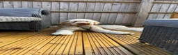 Goldendoodle dogs for sale: Goldendoodle  in Swindon - Advert 4