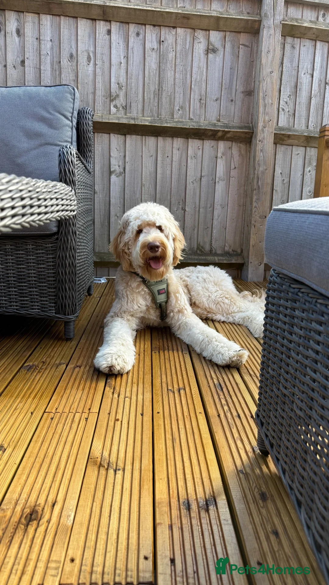 Goldendoodle dogs for sale: Goldendoodle  in Swindon - Advert 4