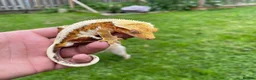 Gecko reptiles for sale: Breeding pair of crested geckos - Advert 3