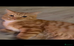 Domestic Shorthair cats for sale: Father& daughter cat Rehome. - Image 2