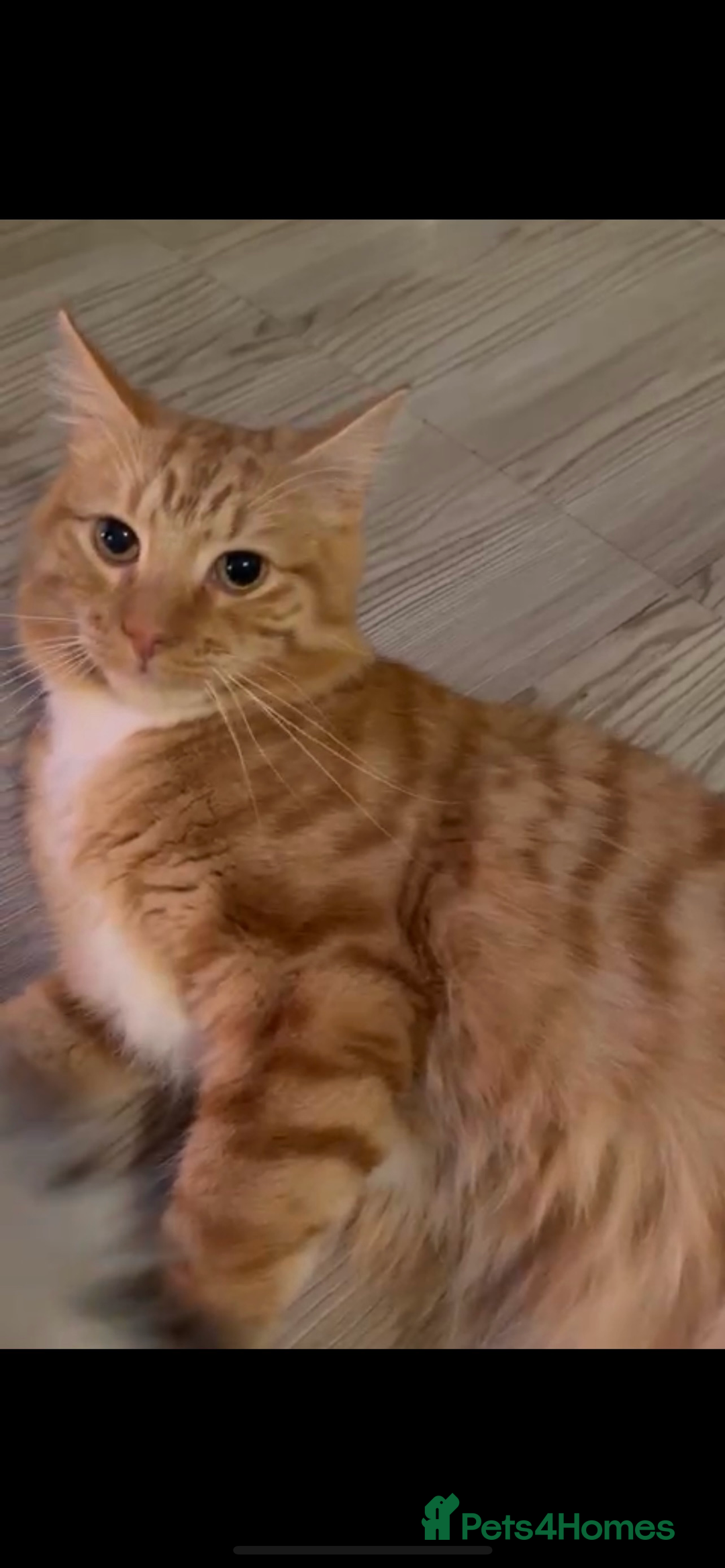 Domestic Shorthair cats for sale: Father& daughter cat Rehome. - Image 2