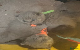 British Shorthair cats for sale: British Shorthair kittens grey/chocolate colours - Image 8