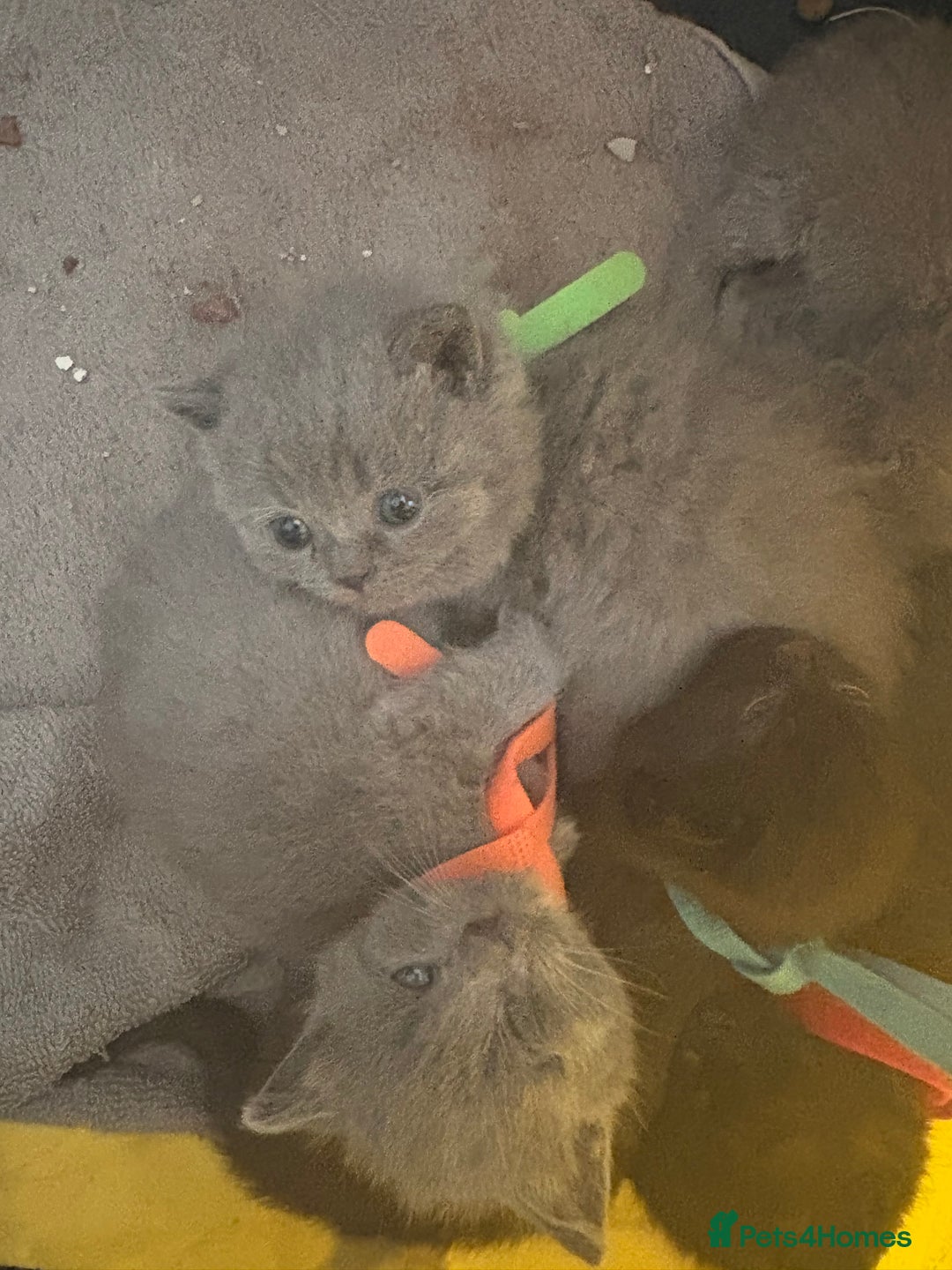 British Shorthair cats for sale: British Shorthair kittens grey/chocolate colours - Image 8