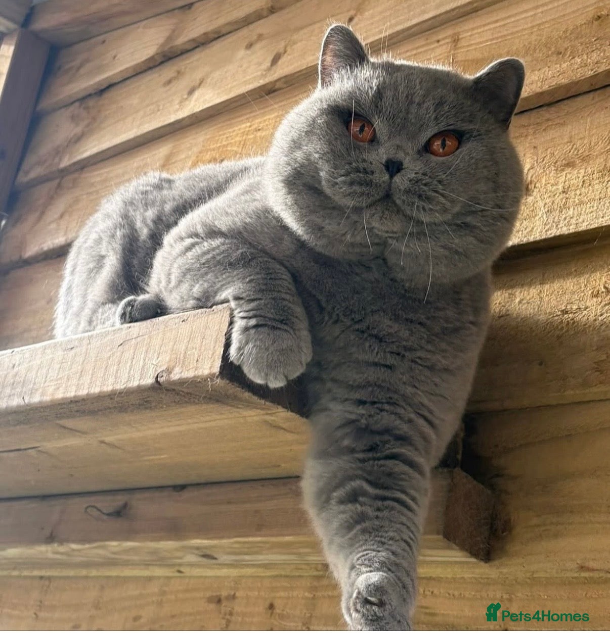 British Shorthair cats for sale: ✨ GCCF BEAUTIFUL KITTENS ✨ - Advert 26