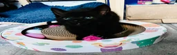 Mixed Breed cats for sale: For black cat lover 😜 in London - Advert 6