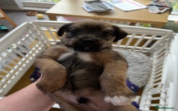 Mixed Breed dogs for sale: Schnackadoodles (Mini Schnauzer X Jackadoodle) - Image 14