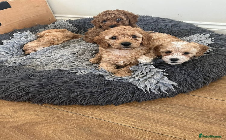 Cockapoo dogs - Advert 1