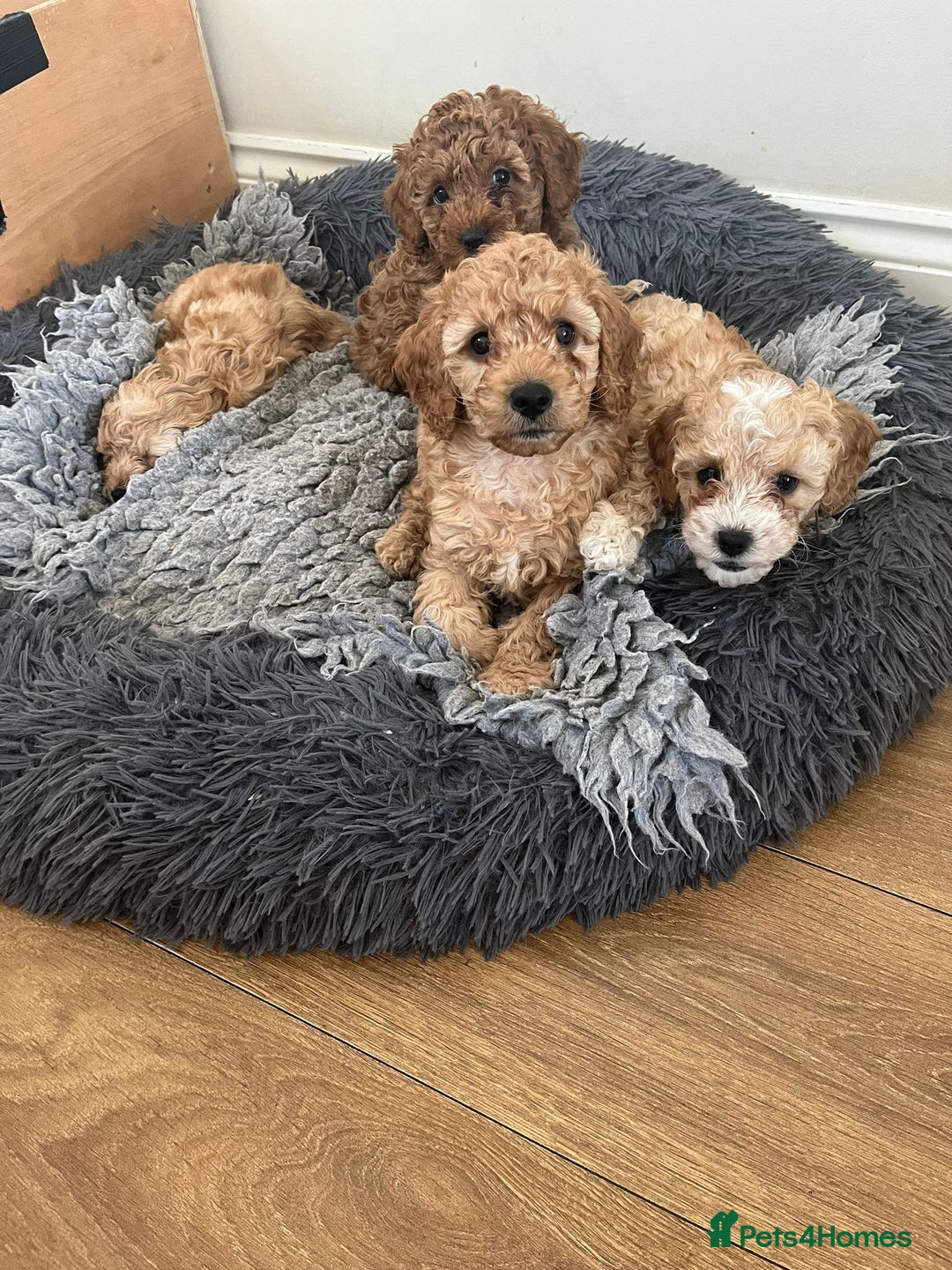 Cockapoo dogs for sale: Stunning Superb DNA Clear F1B Toy Cockapoo Pups - Image 1