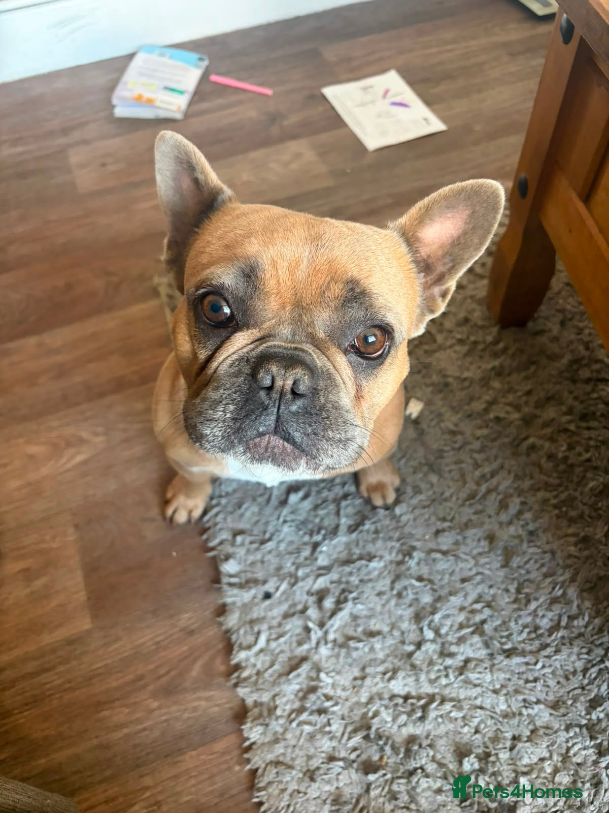 French Bulldog dogs French bulldog - Advert 1