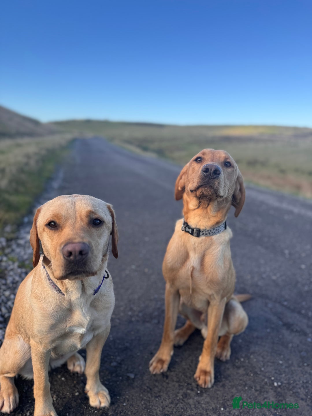 Labrador Retriever dogs for sale: Lenny & Bee - Advert 1