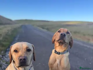 Labrador Retriever dogs Lenny & Bee - Advert 12