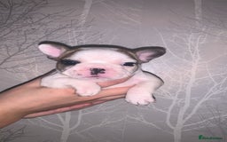 French Bulldog dogs for sale: French bulldog pups  - Image 8