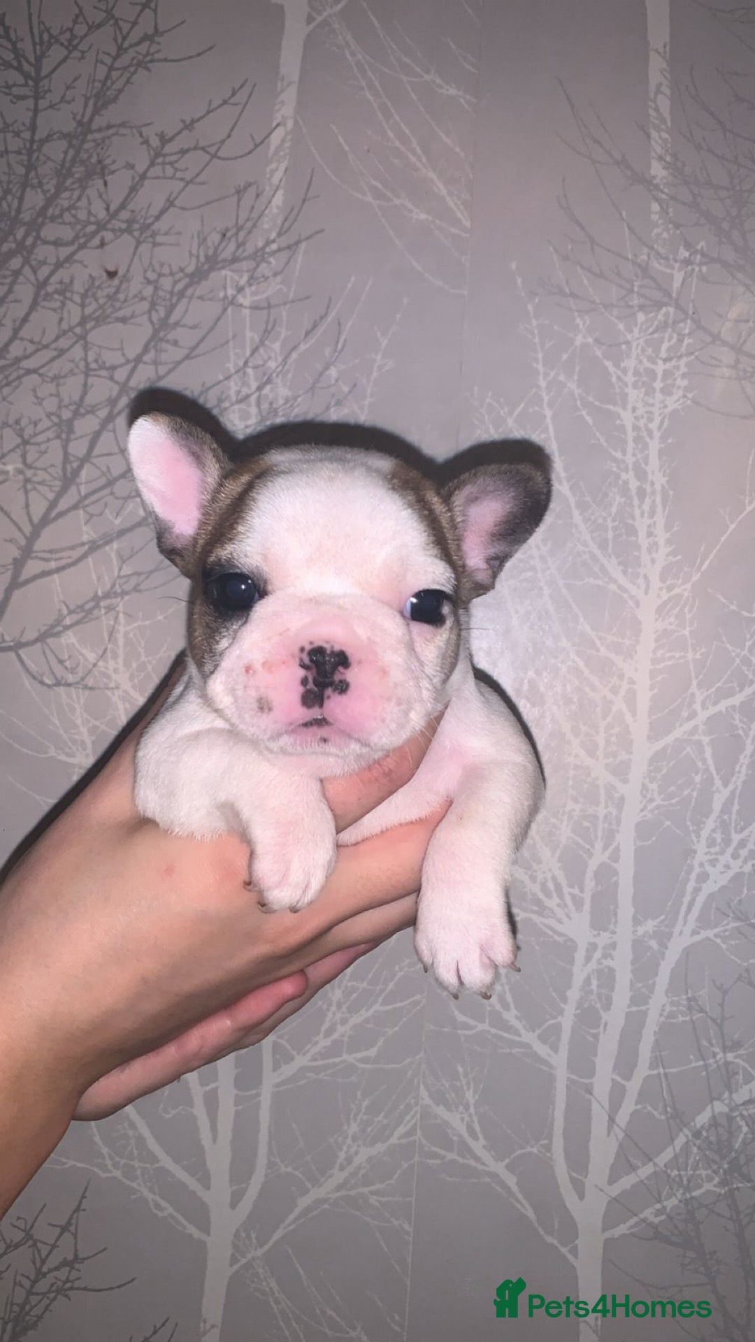 French Bulldog dogs for sale: French bulldog pups  - Image 8