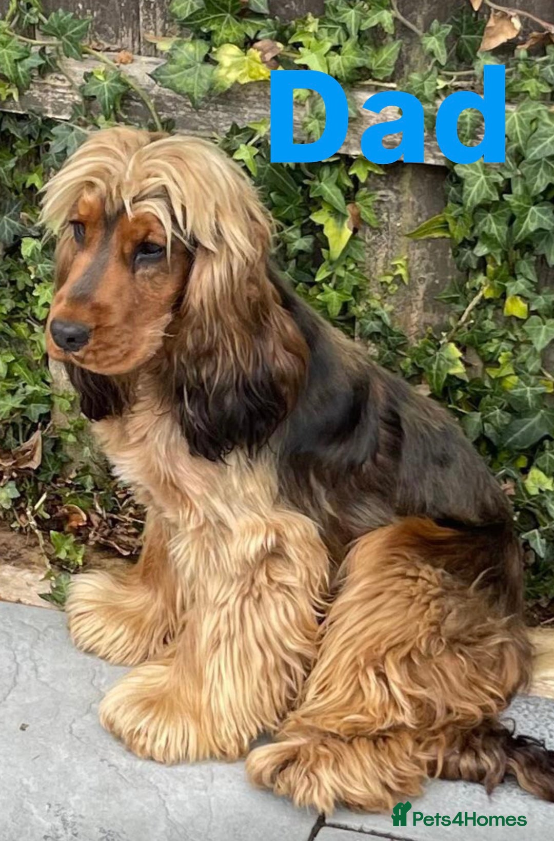 Cocker Spaniel dogs for sale: Exceptional litter of show type cocker spaniels - Image 8