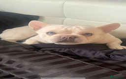 French Bulldog dogs for stud: Solid blue Merle platinum carrying testable and L1 in Aberdeen - Image 2