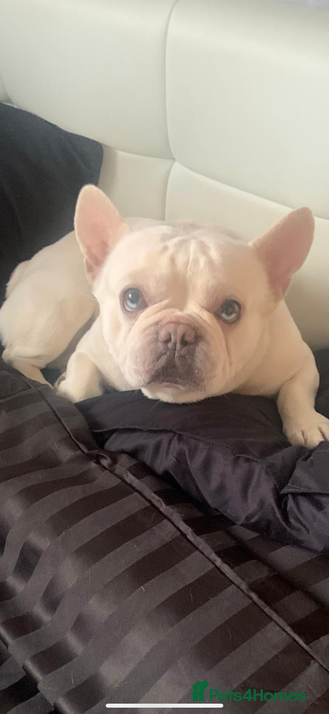 French Bulldog dogs for stud: Solid blue Merle platinum carrying testable and L1 in Aberdeen - Image 2