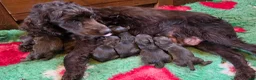 Cocker Spaniel dogs for sale: 6 CHOCOLATE KC WORKING TYPE COCKER SPANIEL - Advert 20