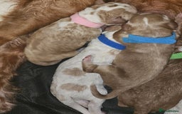 Cockapoo dogs for sale: Litter of 6 beautiful cockapoos - Image 1