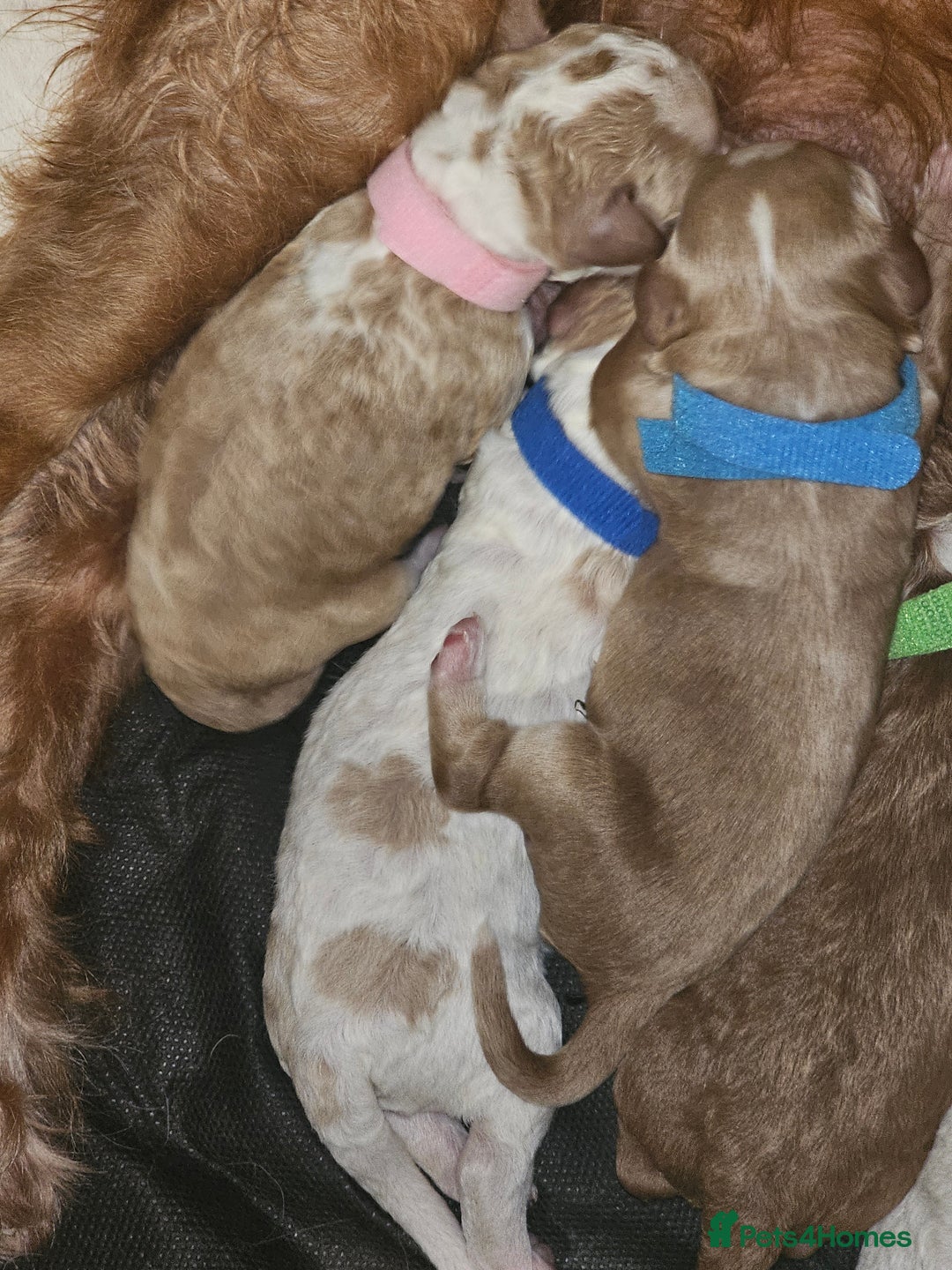 Cockapoo dogs for sale: Litter of 6 beautiful cockapoos - Image 1
