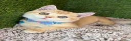 British Shorthair cats for sale: Unique British shorthair golden kittens GCCF - Advert 24