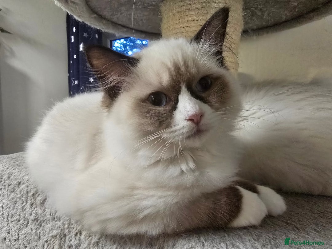 Ragdoll cats for sale: Gccf registered little Queens available 🥰 - Advert 17