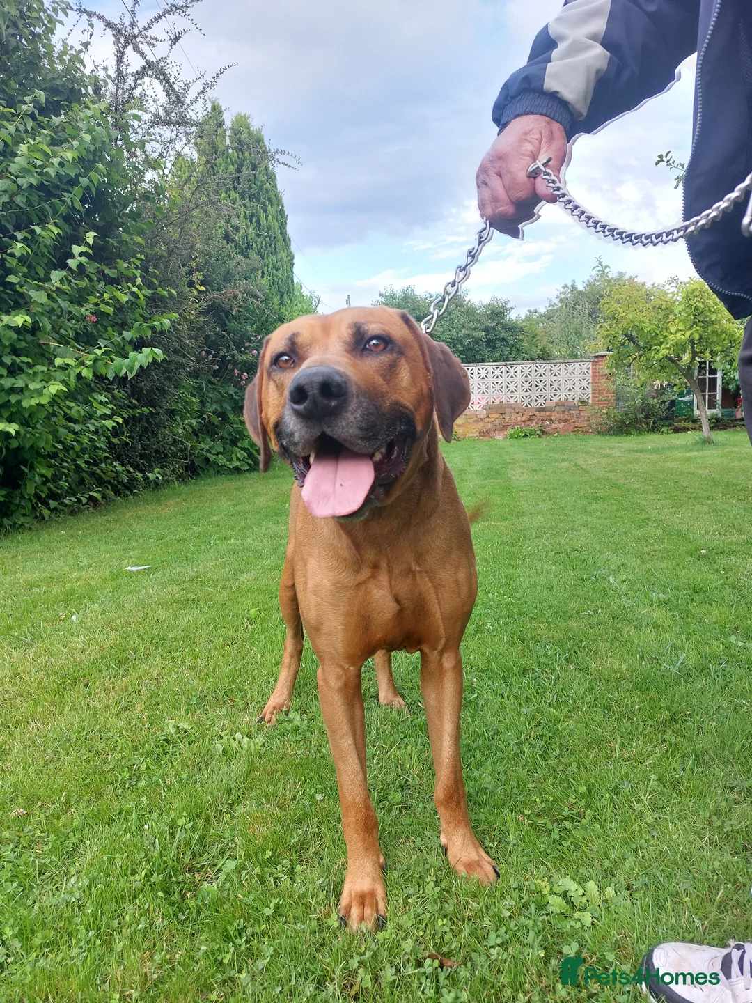 Rhodesian Ridgeback dogs for stud: Rhodesian Ridgeback Stud (Champion Bloodline) in Doncaster - Advert 6