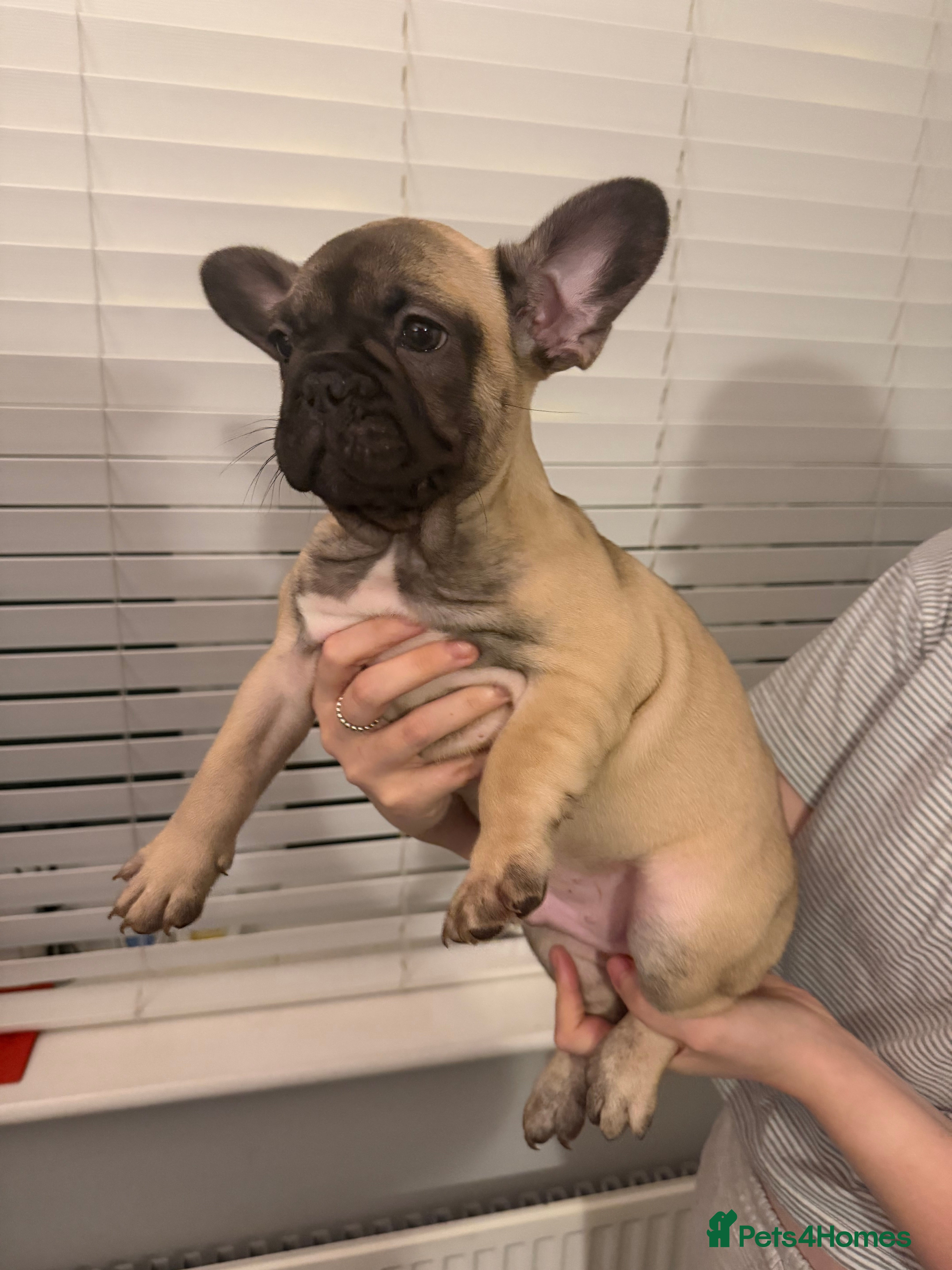 French Bulldog dogs 3 beautiful frenchie puppies - Advert 1