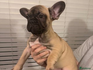 French Bulldog dogs 3 beautiful frenchie puppies - Advert 1