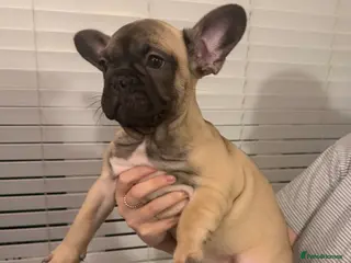 French Bulldog dogs 3 beautiful frenchie puppies - Advert 19