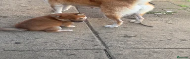 Japanese Shiba Inu 5