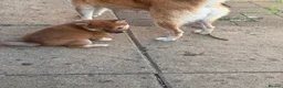 Japanese Shiba Inu dogs for sale: Health tested champion bloodline small size Shiba  - Advert 22