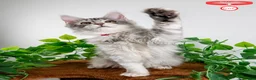 Maine Coon cats for sale: Stunning Maine Coon Kittens Ready - Advert 16
