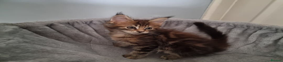 Maine Coon Kitten 1