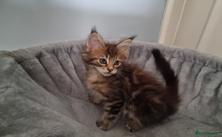 Maine Coon cats - Advert 5