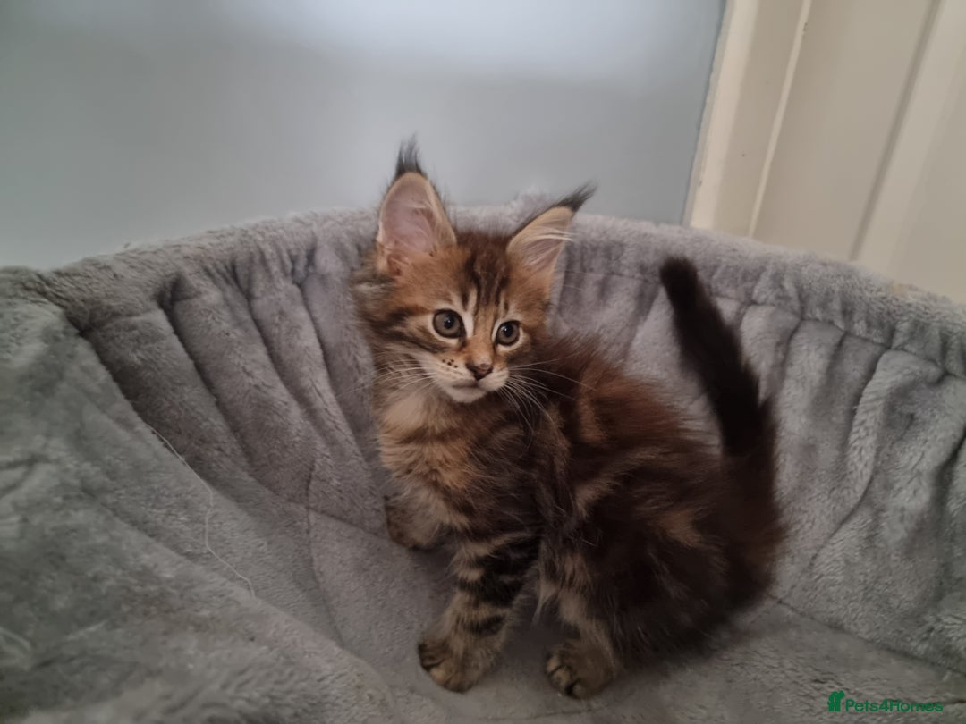 Maine Coon cats for sale: LAST FEMALE!!Beautiful maine coons - Image 1