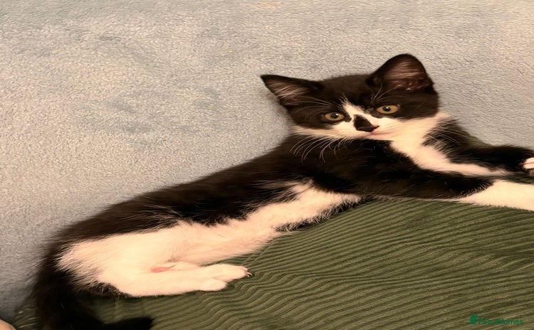 Mixed Breed cats - Advert 7