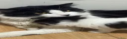 British Longhair cats for sale:  **   - Advert 5