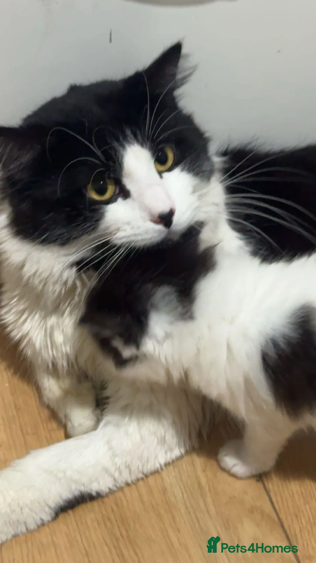 British Longhair cats for sale:  **   - Advert 5