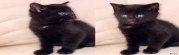 Mixed Breed cats for sale: Mixed breed kittens  in Stafford - Advert 7