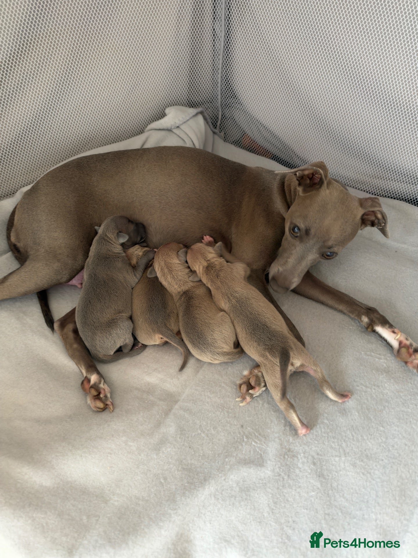 Italian Greyhound dogs for sale: KC Registered Italian Greyhound Puppies  - Advert 7
