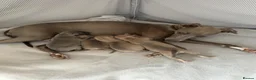 Italian Greyhound dogs for sale: KC Registered Italian Greyhound Puppies  in Carlisle - Advert 1