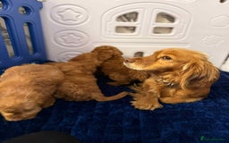 Cockapoo dogs for sale: Rehomed biscuits looking for 5*home - Image 20