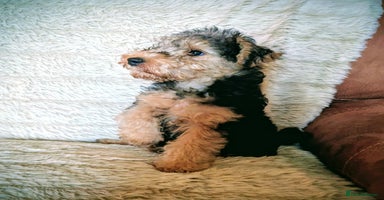 Lakeland Terrier dogs - Advert 1