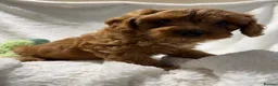 Cavapoo dogs for sale: 6 Bundles of fun Ready from 22 August  - Advert 8