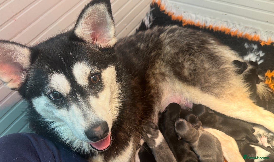 Pomsky dogs for sale: Adorable small f3 Pomsky puppies for sale  - Image 29