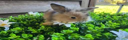 Mini Lion Lop rabbits for sale: Mini lion lops  - Advert 3