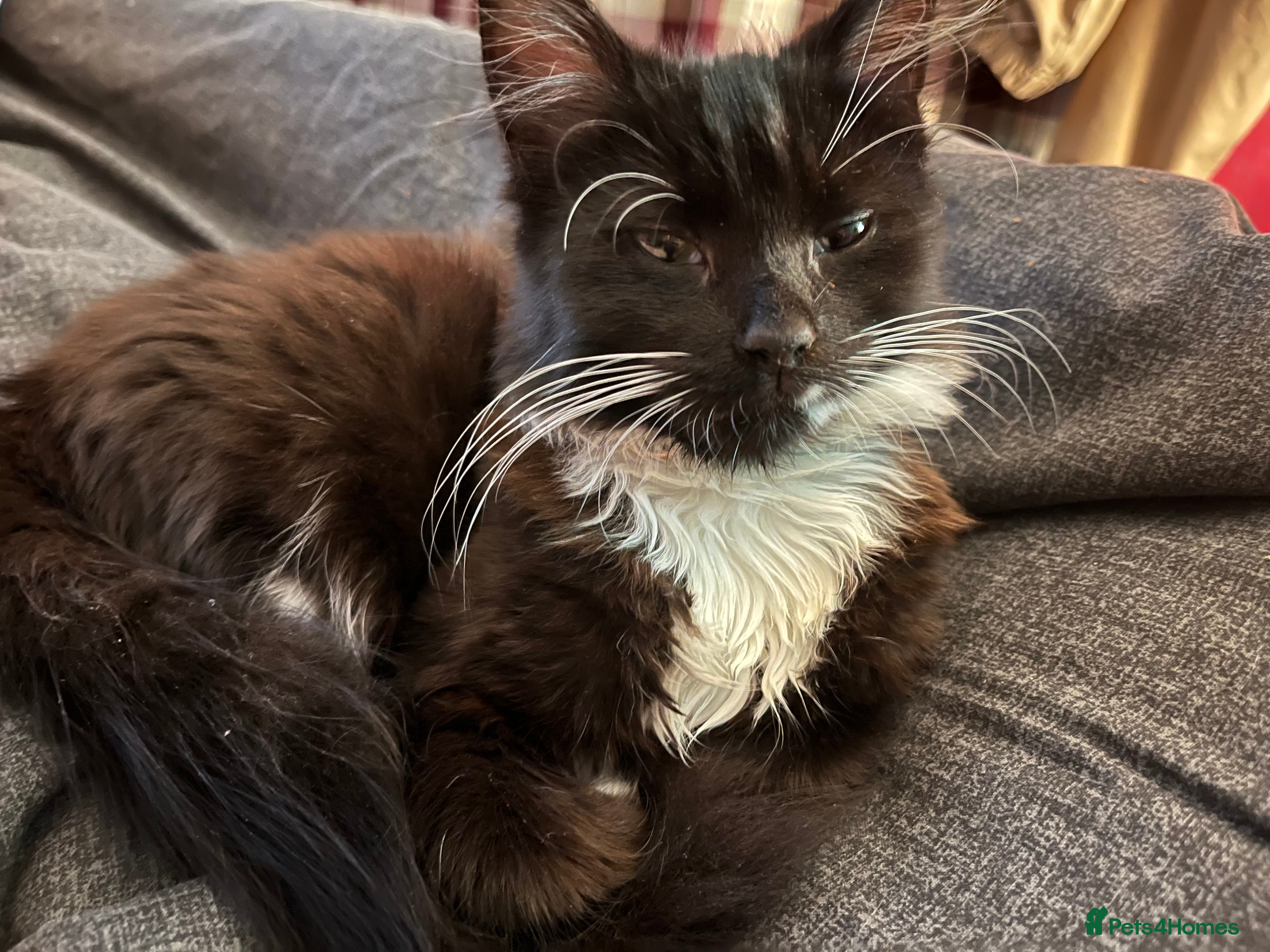 Mixed Breed cats Mixed breed stunning kittens - Advert 7